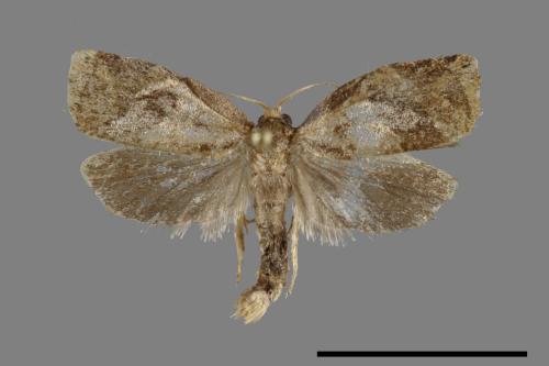 <已分類>Family：Tortricidae[捲葉蛾科][00092259]