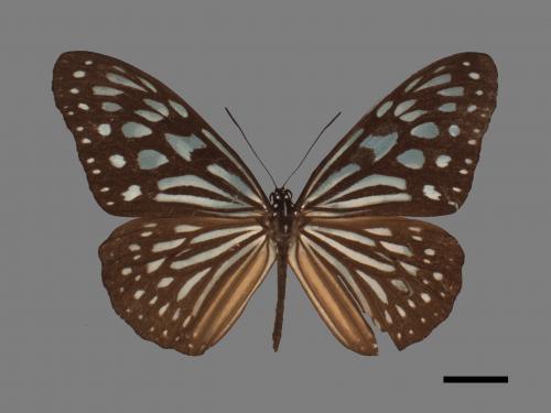 Ideopsis similis[琉球青斑蝶][00061538]