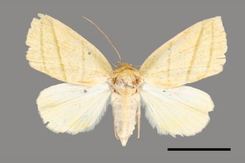 Hylophilodes esakii[00004468]