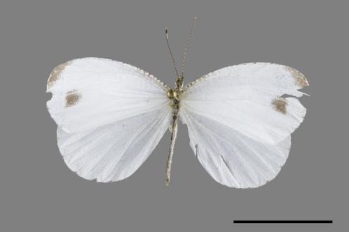 Leptosia nina niobe[黑點粉蝶][00093704]