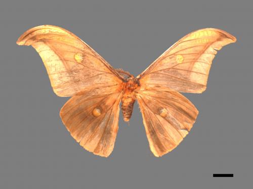 Antheraea formosana[紅目天蠶蛾][00016243]