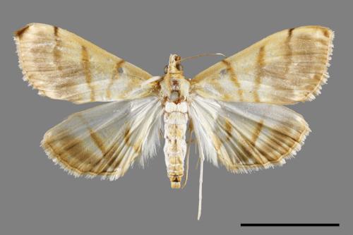<已分類>Family：Crambidae[草螟科][00068650]