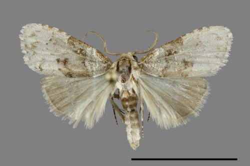 <已分類>Family：Noctuidae[夜蛾科][00100541]