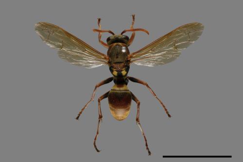 Polistes takasagonus[雙斑長腳蜂][00072691]