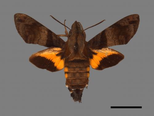 Macroglossum pyrrhosticta[黃斑長喙天蛾][00016913]