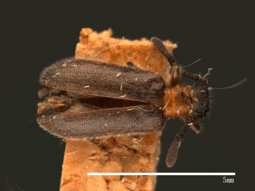 Xenocera ruficollis[00081163]