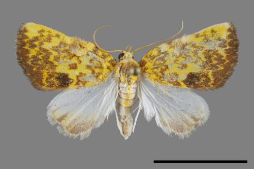 Siglophora ferreilutea[鏽血斑瘤蛾][00094857]