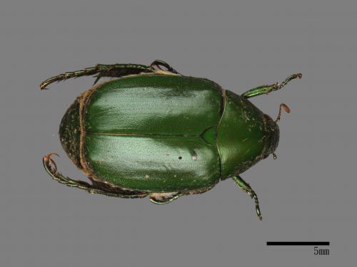 Anomala albopilosa trachypyga[小青銅金龜][00081332]