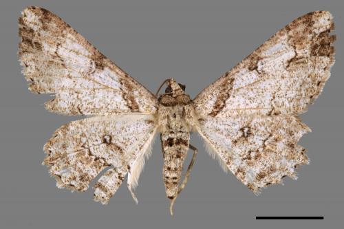 Cleora fraterna[黑腰鋸尺蛾][00039420]