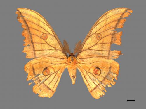 Antheraea yamamai superba[大透目天蠶蛾][00016045]