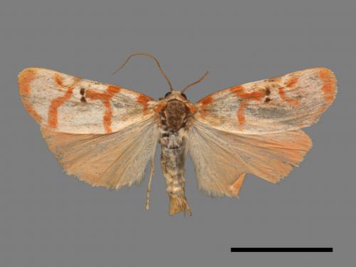 Cyana hamata[優雪苔蛾][00039724]
