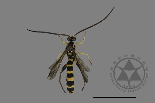 <已分類>Family：Ichneumonidae[姬蜂科][00181065]