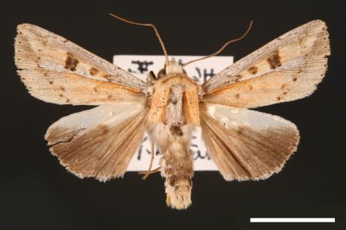 Mythimna albomarginata rubea[白緣秘夜蛾][00001525]