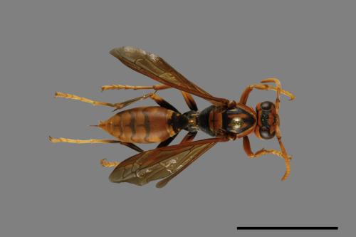 Polistes jokahamae[果馬蜂][00072828]