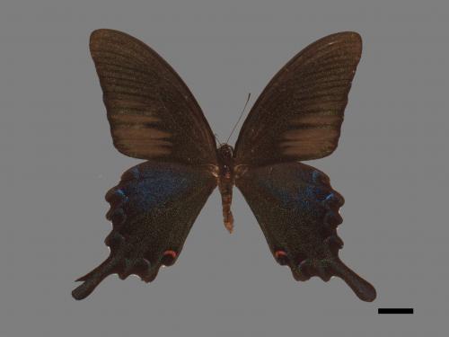 Papilio bianor thrasymedes[烏鴉鳳蝶][00013876]