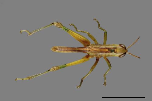 <已分類>Order：Orthoptera[直翅目][00086718]