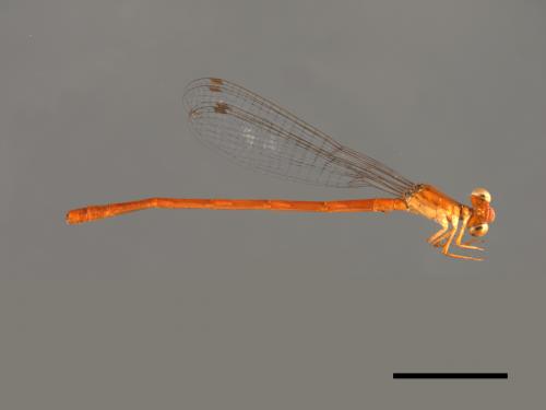 Ceriagrion nipponicum[朱紅細蟌][00104129]