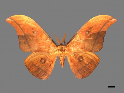 Antheraea yamamai superba[大透目天蠶蛾][00016154]