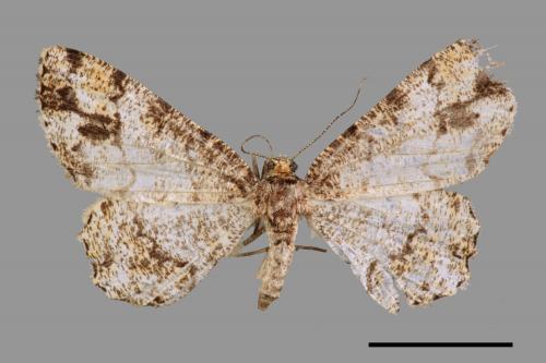 Deileptenia rimosaria[黑斑微黃尺蛾][00044218]