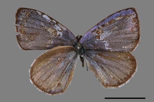 Celastrina oreas arisana[阿里山琉璃小灰蝶][00015436]