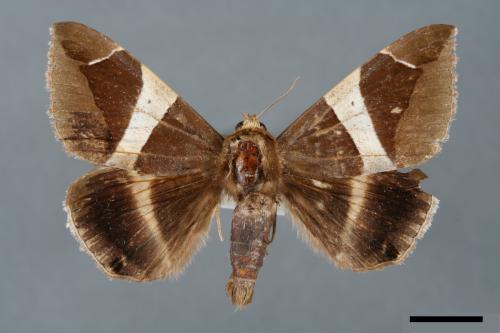 Dysgonia praetermissa[腎巾夜蛾][00005751]