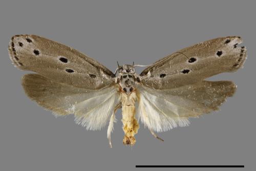 Ethmia octanoma[00061470]