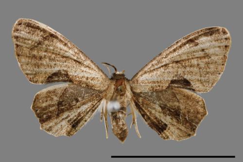 Phazaca alikangensis[里港圓翅雙尾蛾][00012593]