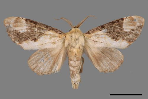 Formofentonia orbifer rotundata[圓紛舟蛾][00042657]