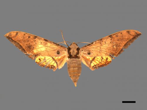 Ambulyx sericeipennis[臺灣鷹翅天蛾][00017437]