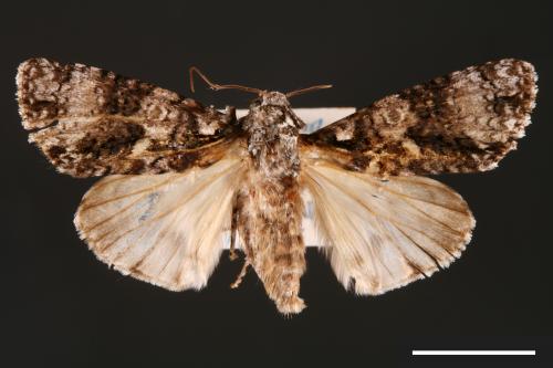 Craniophora harmandi[黑點首夜蛾][00000458]