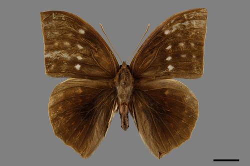 Discophora sondaica tulliana[鳳眼方環蝶][00102385]