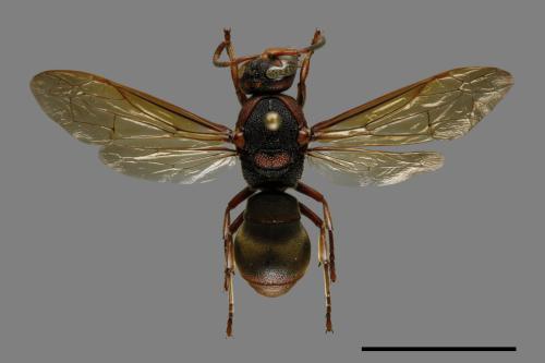 Orancistrocerus drewseni nigricapitus[赭褐毛唇蜾蠃][00100927]