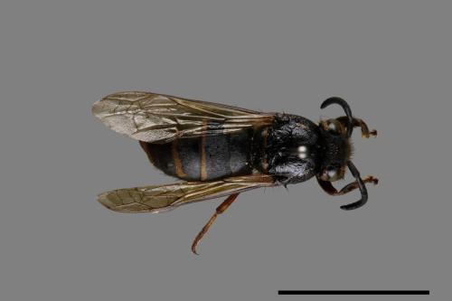 Vespula flaviceps[細黃胡蜂][00073160]