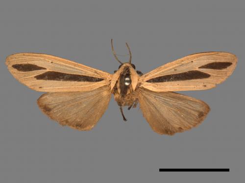 Creatonotos gangis[黑條灰燈蛾][00018789]