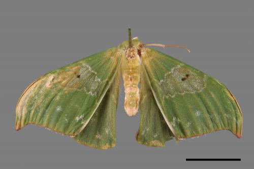 Tanaorhinus viridiluteatus[雙點鐮翅青尺蛾][00091062]