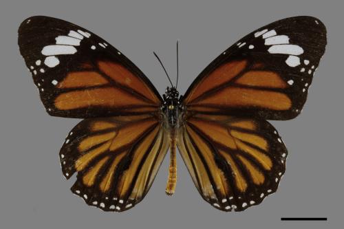 Danaus genutia[黑脈樺斑蝶][00094487]