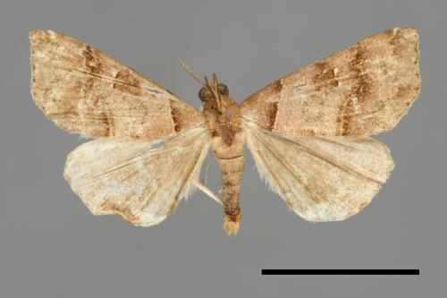 Bertula kosemponica[00010278]