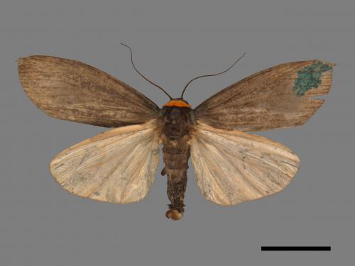 Paraona staudingeri[烏閃苔蛾][00052720]