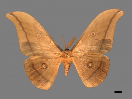 Antheraea yamamai superba[大透目天蠶蛾][00016126]