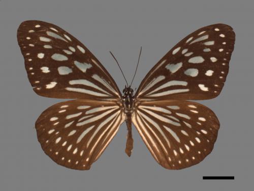 Ideopsis similis[琉球青斑蝶][00013685]