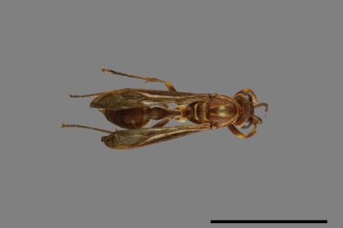 Parapolybia nodosa[叉胸異腹胡蜂][00078696]