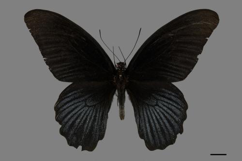 Papilio memnon heronus[大鳳蝶][00101310]