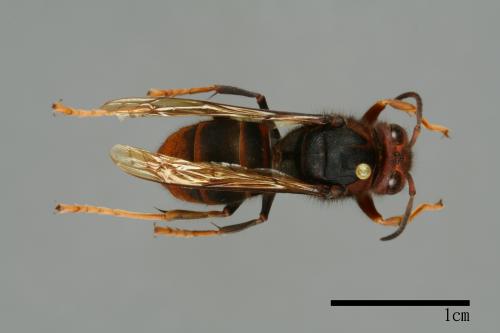 Vespa velutina[黃腳虎頭蜂][00096110]