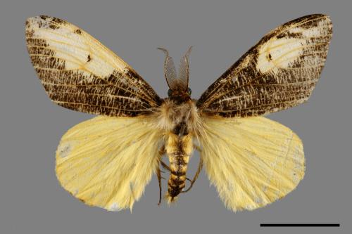 Locharna strigipennis[00070449]