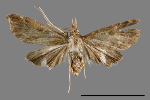 <已分類>Family：Crambidae[草螟科][00065442]