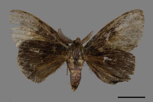 Ilema olivacea[角斑毒蛾][00045420]
