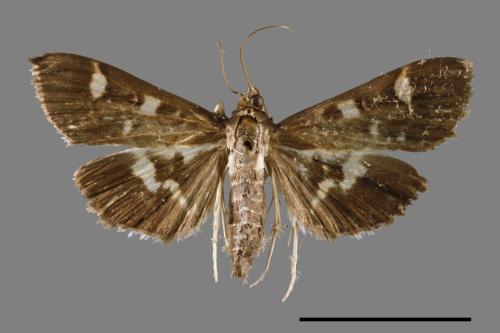 <已分類>Genus：Pleuroptya[00064263]