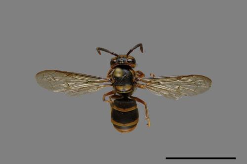 Vespula arisana[阿里山黃胡蜂][00089114]