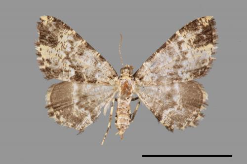 Prochasma dentilinea[齒紋淡黃小尺蛾][00056344]