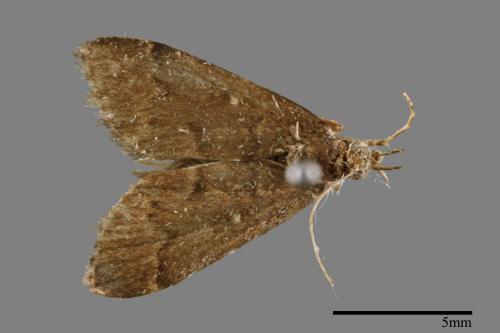 <已分類>Family：Crambidae[草螟科][00065346]